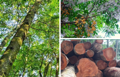 Gỗ xoan đào sơn màu óc chó, sự thật ít ai biết